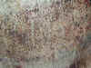 FIT_scalp_01.jpg (81588 bytes)