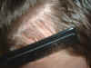 plugcomb1.JPG (65086 bytes)